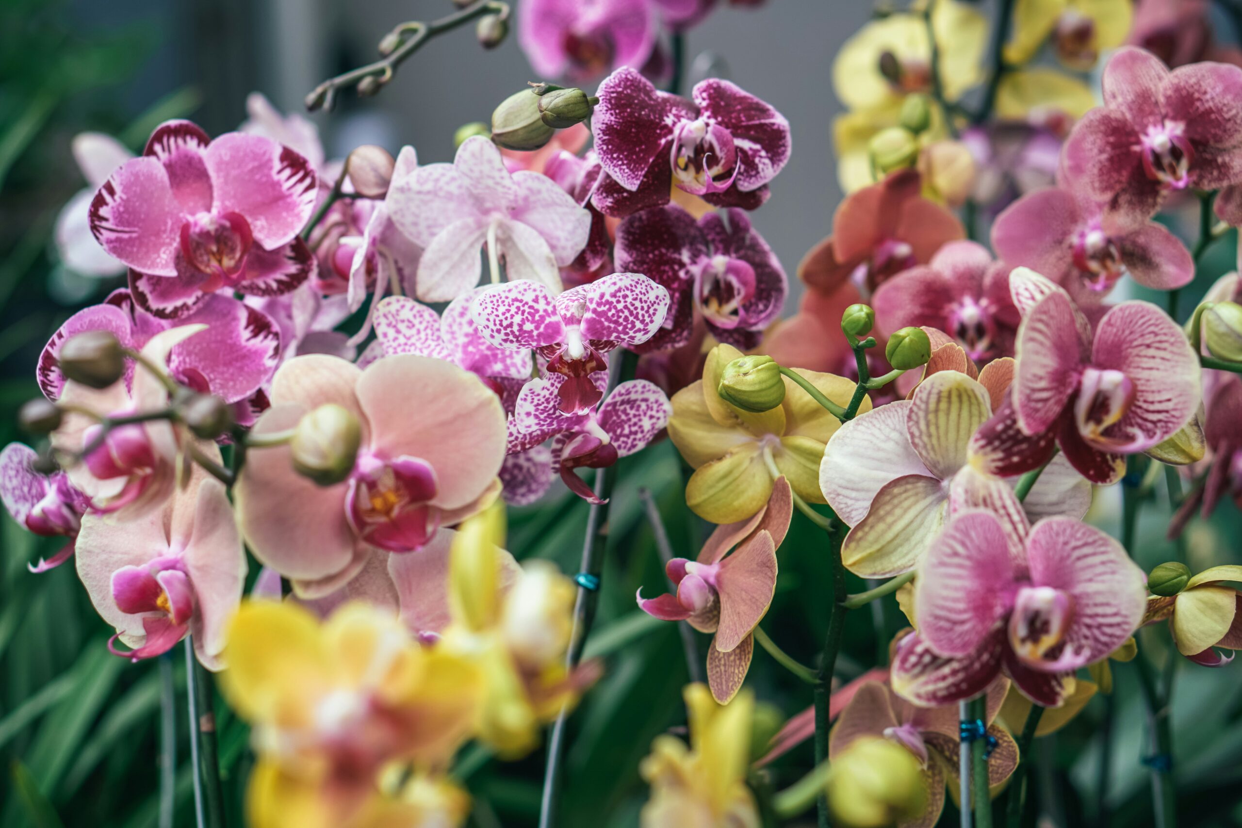 Orchidarium van Estepona