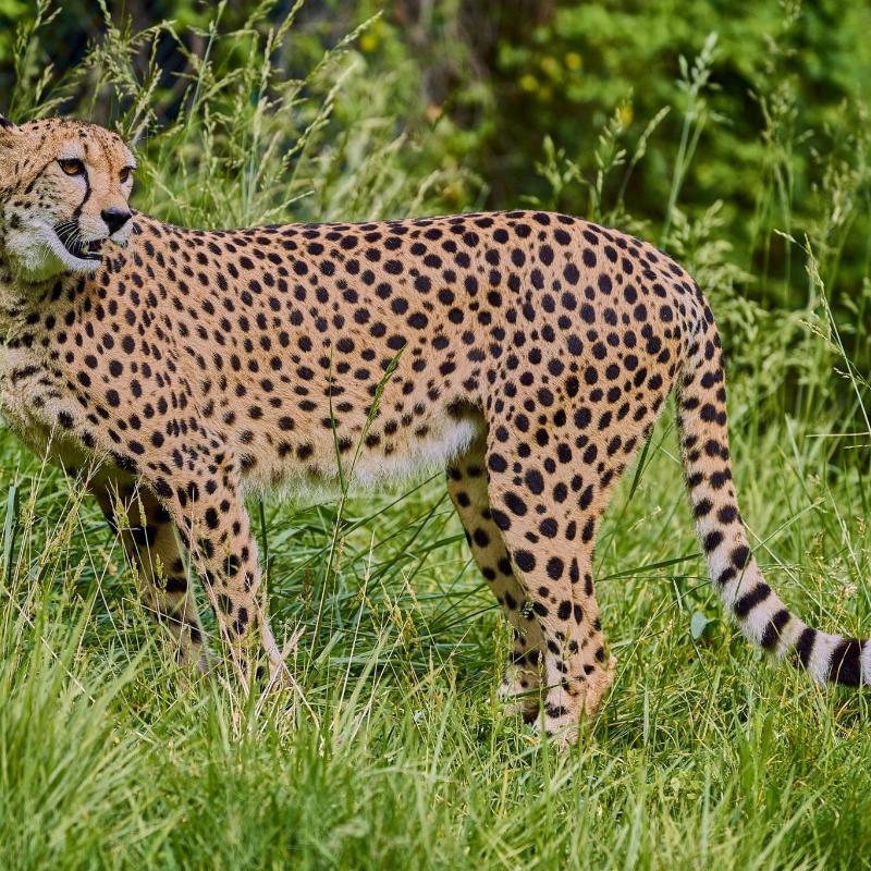 Snel jagend cheeta in natuurreservaat met groen gras en bomen.