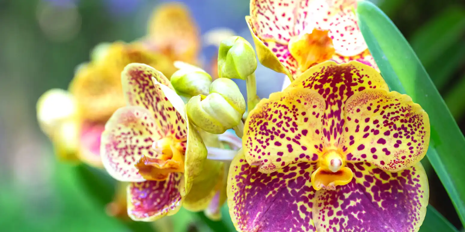 Close-up van kleurrijke orchideeën in Casa Bella Estepona tuin.