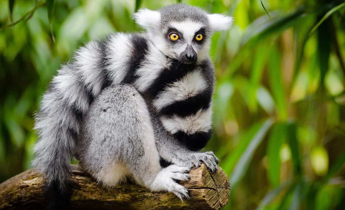 met zwart-wit vacht en gele ogen in jungle-omgeving.