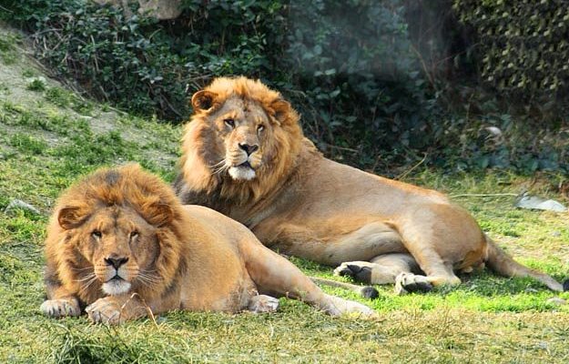 Twee leeuwen liggen ontspannen op gras in de natuur.
