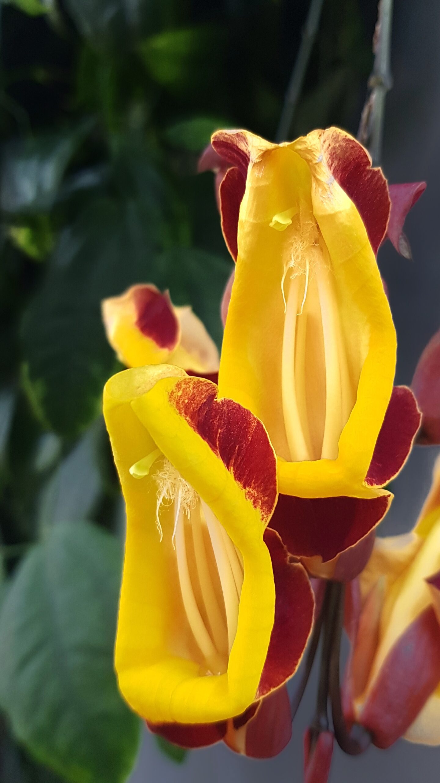 Heldere gele en rode bloemen met gedetailleerde bloembladen.