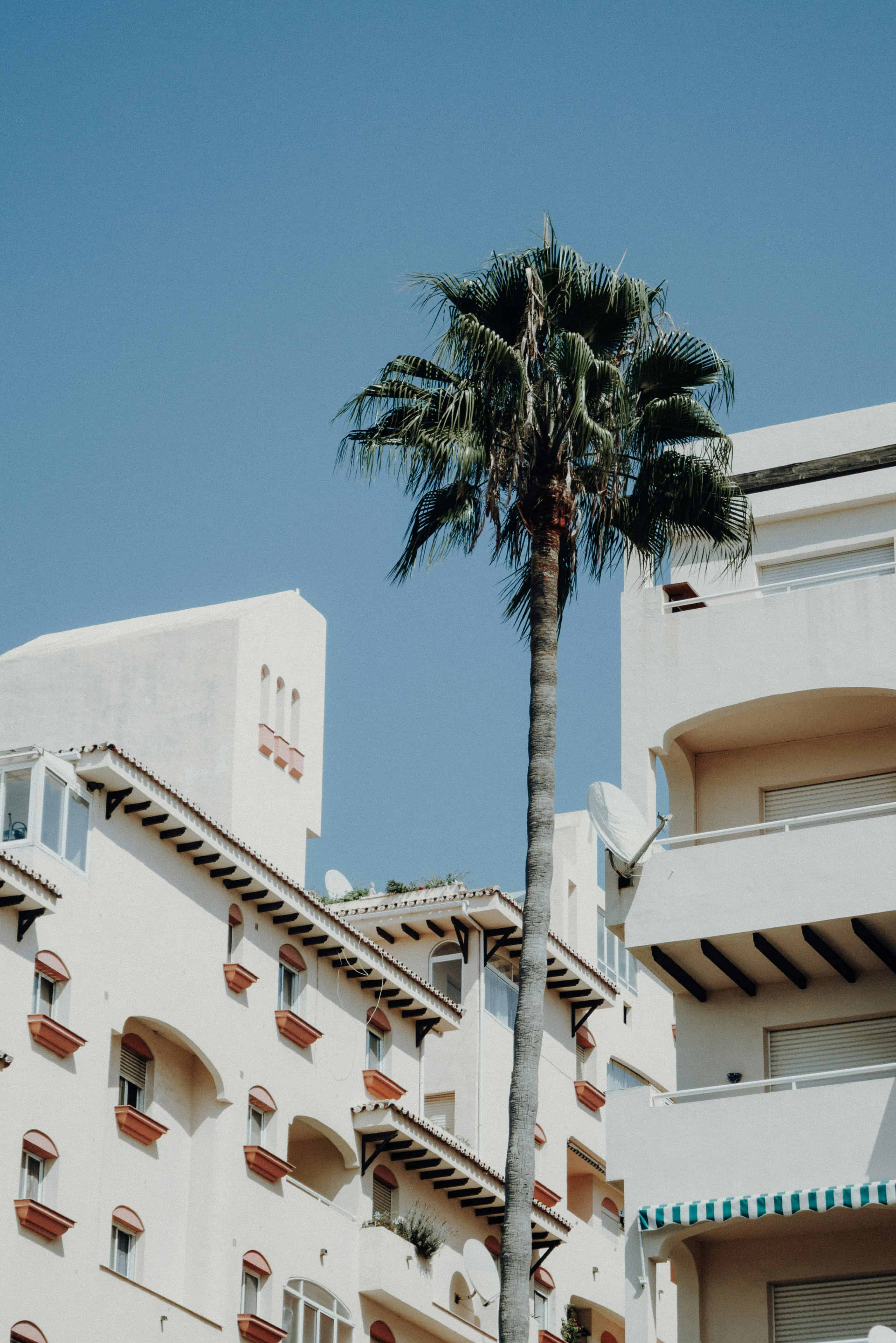 Palmbomen en witte gebouwen in Estepona.